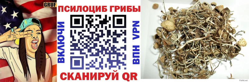 закладка  Железноводск  Галлюциногенные грибы Psilocybine cubensis 